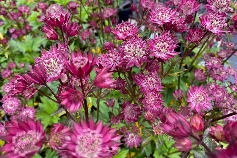 Zeeuws knoopje - Astrantia major 'Ruby Wedding'