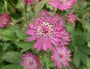 Astrantia major 'Claret' tuinplanten roze 