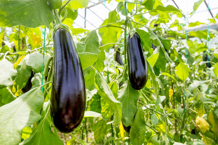 Aubergine Solanum melongena - Zelf groenten verbouwen