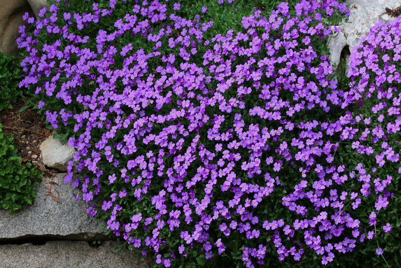 Blauwkussen - Aubrieta 'Valder'