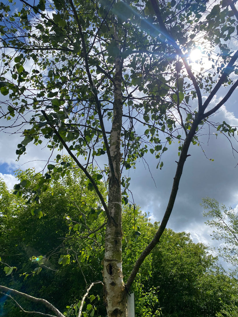 Aziatische berk - Betula platyphylla