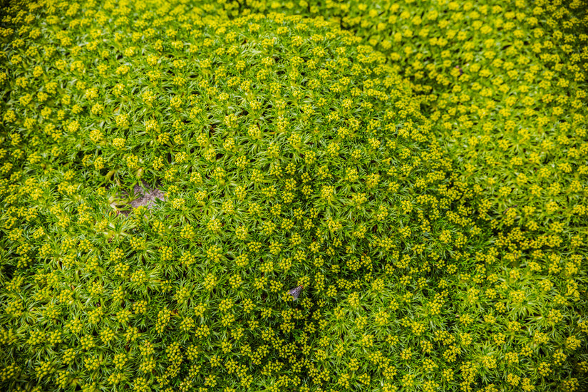 Andeskruid - Azorella Trifurcata