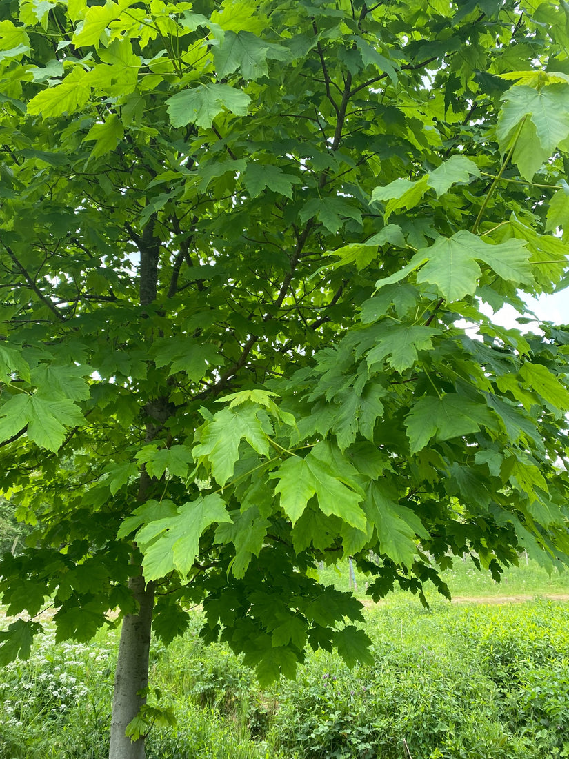 Blad van de Balkan Esdoorn - Acer Heldreichii