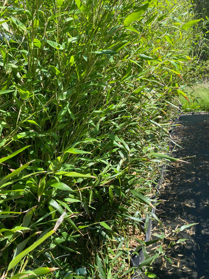 Bamboe - Phyllostachys Bissetii