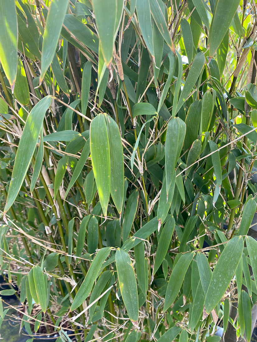 Fargesia 'Ivory Ibis' -Detail