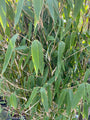 Fargesia 'Ivory Ibis' -Detail