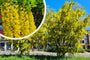 Bastaard Goudenregen Laburnum x watereri 'Vossii'