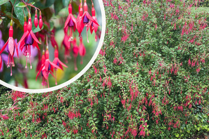 Bellenplant - Fuchsia 'Rood'