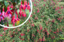 Bellenplant - Fuchsia 'Rood'