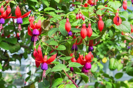 Bellenplant-Fuchsia-magellanica-Pumila.jpg