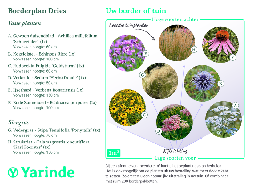 Beplantingsplan Dries - aanplantschema per m2