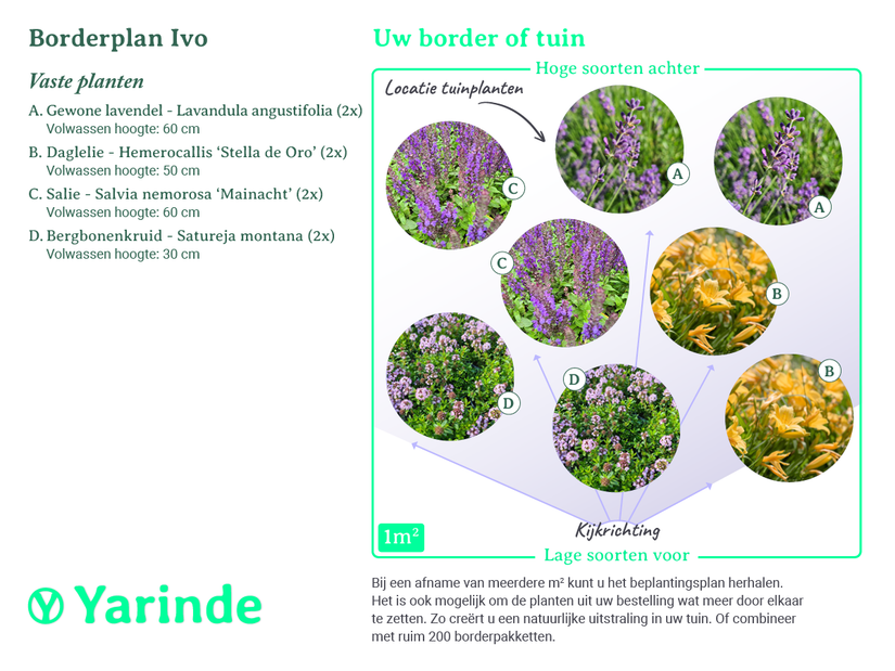 Beplantingsplan Ivo