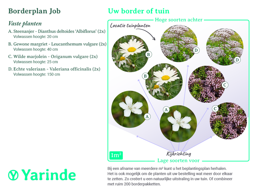 Beplantingsplan Job - Inheemse vaste planten