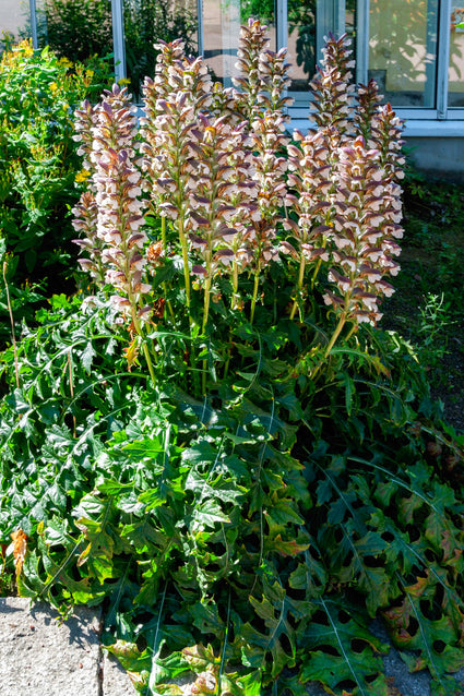 Berenklauw - Acanthus hungaricus