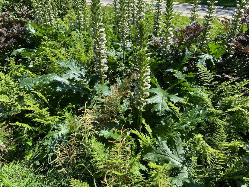 Berenklauw - Acanthus mollis icm varens