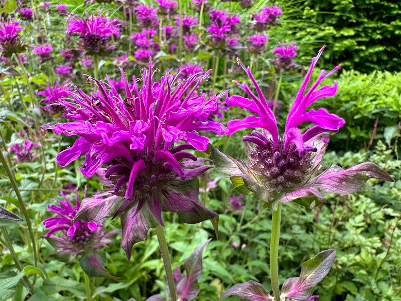 Bergamotplant - Monarda 'Scorpion' bloei