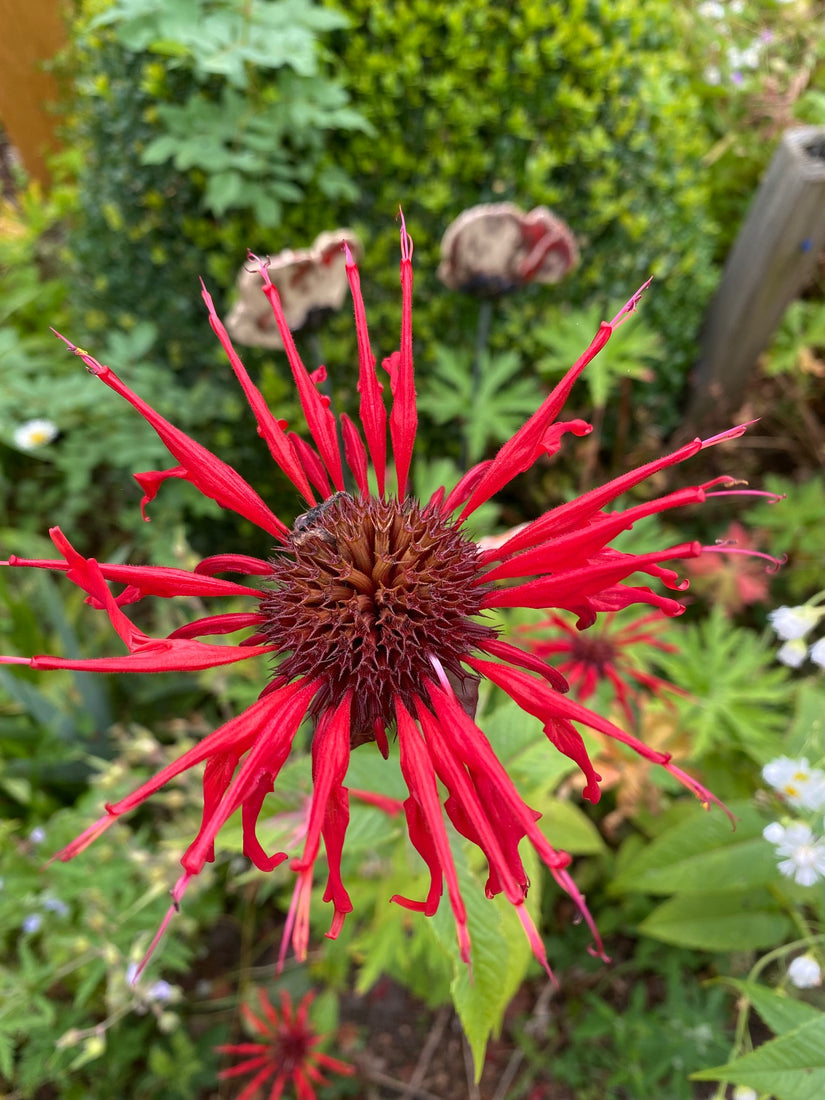 Bergamotplant - Monarda 'Cambridge Scarlet'