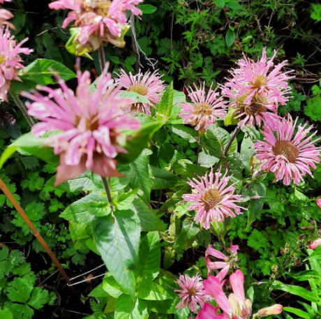 Bergamotplant - Monarda 'Croftway Pink'