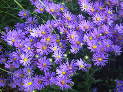 Bergaster - Aster Amellus Rudolf Goethe