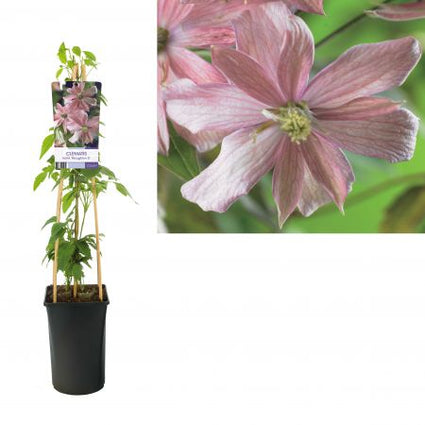 Bergbosrank - Clematis montana 'Fragrant Spring'