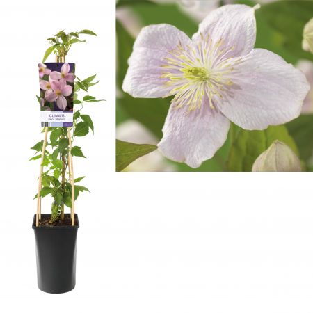 Bergbosrank - Clematis montana 'Mayleen'