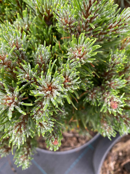 Bergden - Pinus Mugo 'Heideperle'