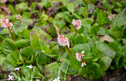 Schoenlappersplant - Bergenia 'Baby Doll'