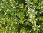 Bergsteentijm - Calamintha nepeta 'Marvelette White'