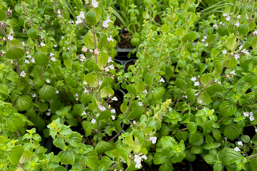 Bergsteentijm - Calamintha nepeta