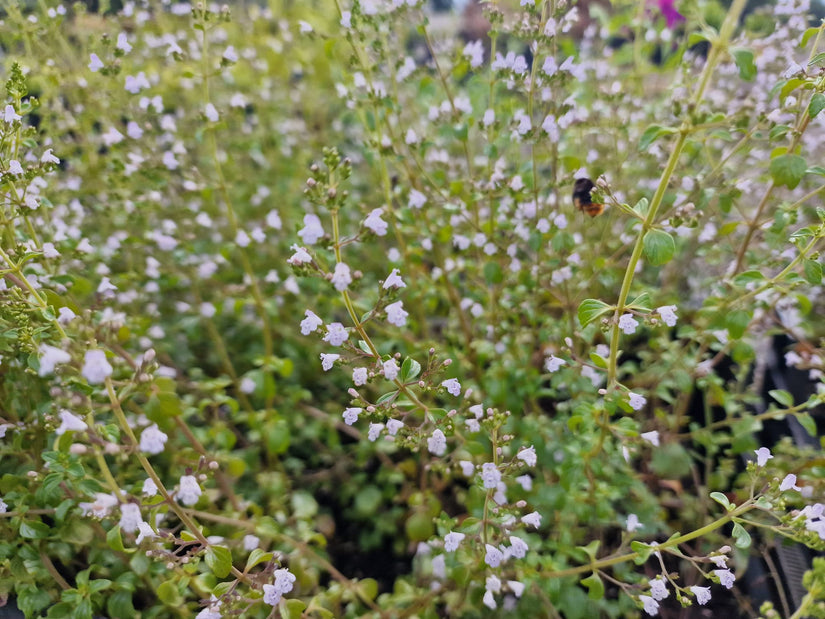 Bergsteentijm - Mediterrane tuinplanten