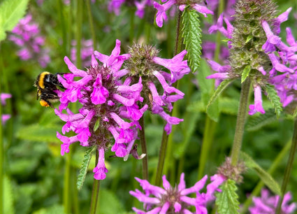 Betonie - Stachys officinalis trekt bijen, hommels als vlinders aan