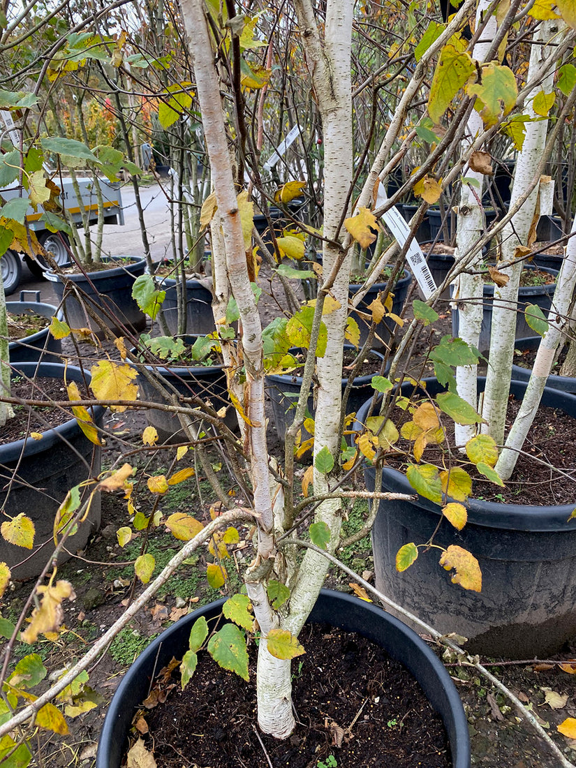 Meerstammige Berk - Betula Utilis 'Doorenbos' (foto November)