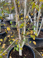 Meerstammige Berk - Betula Utilis 'Doorenbos' (foto November)