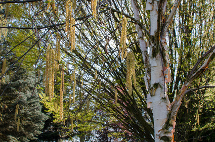 Chinese berk - Betula albosinensis 'Fascination'