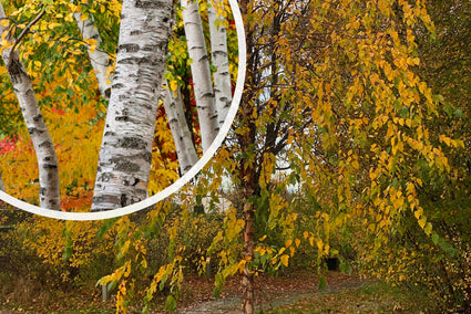 Papierberk - Betula papyrifera met witte bast