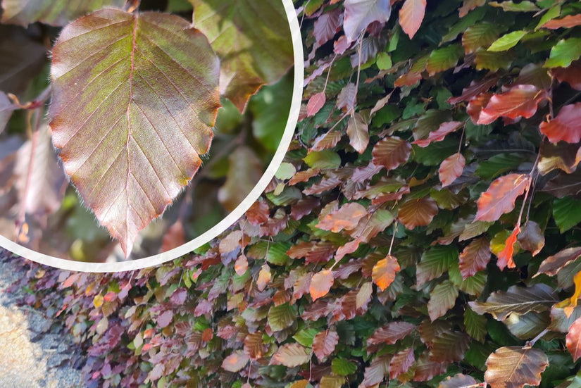 Fagus sylvatica 'Atropunicea' (Bladhoudende beuk)