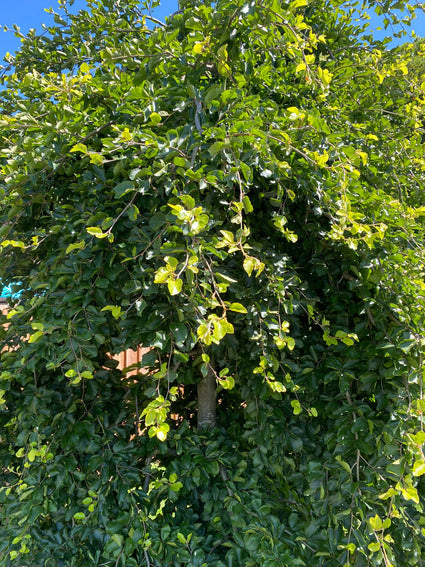 Beuk - Fagus sylvatica 'Verzy'