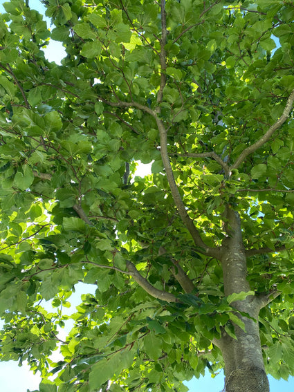 Beuk - Fagus sylvatica imposante boom