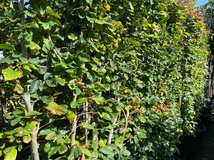 Kant en klare Beukenhaag - Fagus sylvatica