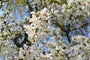 Beverboom - Magnolia kobus hoge boom