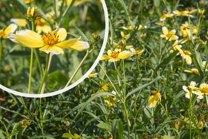 Tandzaad - Bidens aurea 'Hannay's Lemon Drop' in bloei