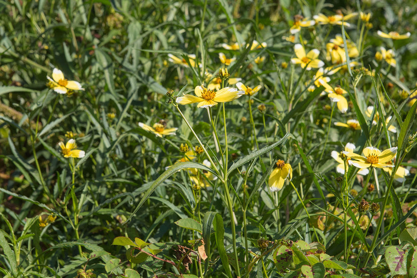 Tandzaad - Bidens aurea 'Hannay's Lemon Drop'