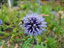 Bijen en vliegen op de echinops bijenplant