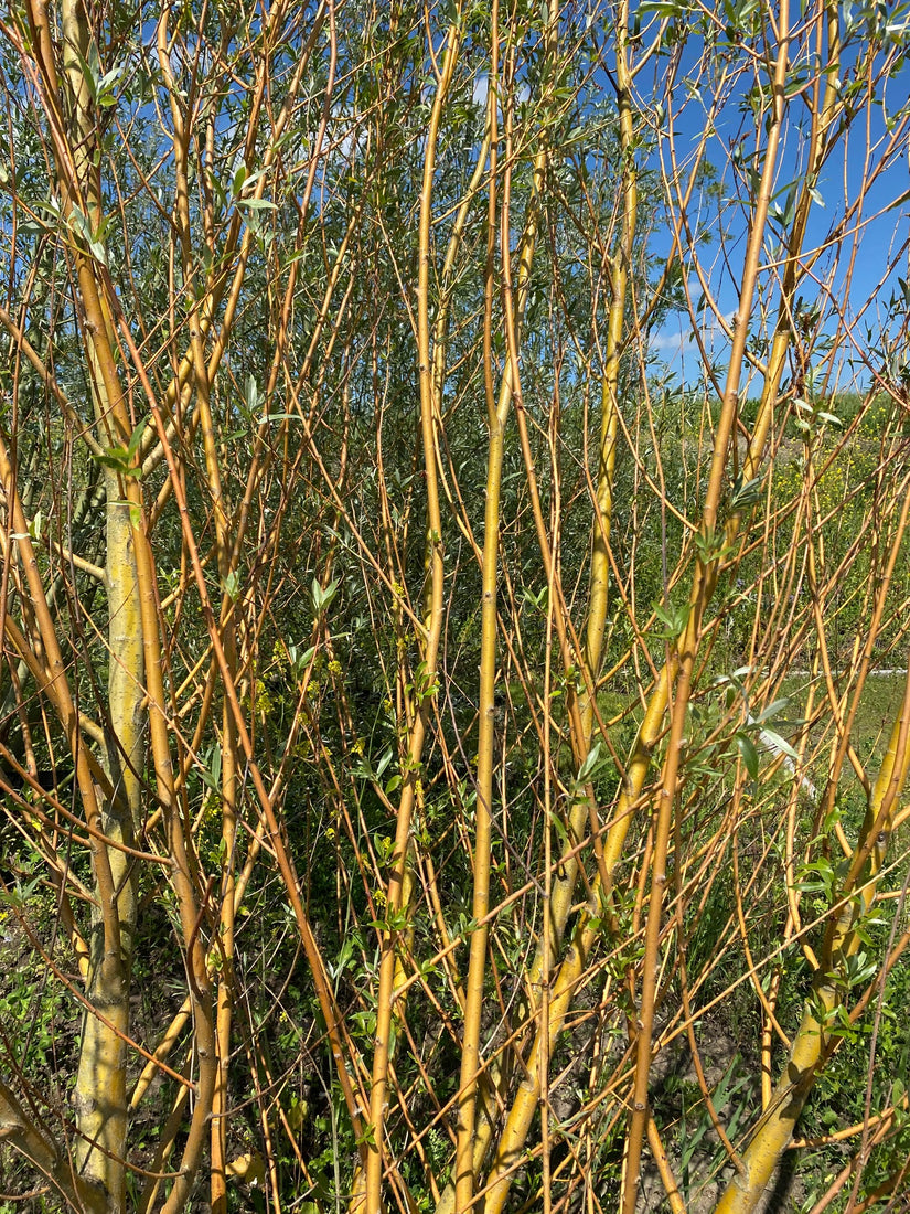 Schietwilg - Salix alba 'Chermesina'