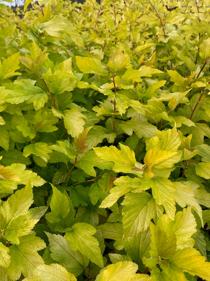 Blaasspirea - Physocarpus opulifolius 'Angel Gold'