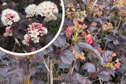 Blaasspirea - Physocarpus opulifolius 'Diabolo'