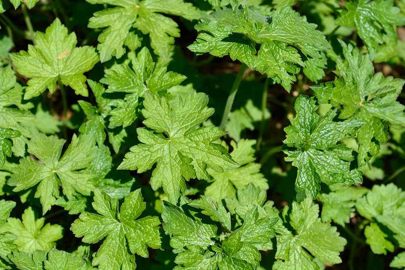 Blad Geranium x oxonianum 'Rose Clair'