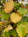 Hydrangea anomala subsp. petiolaris in de herfst