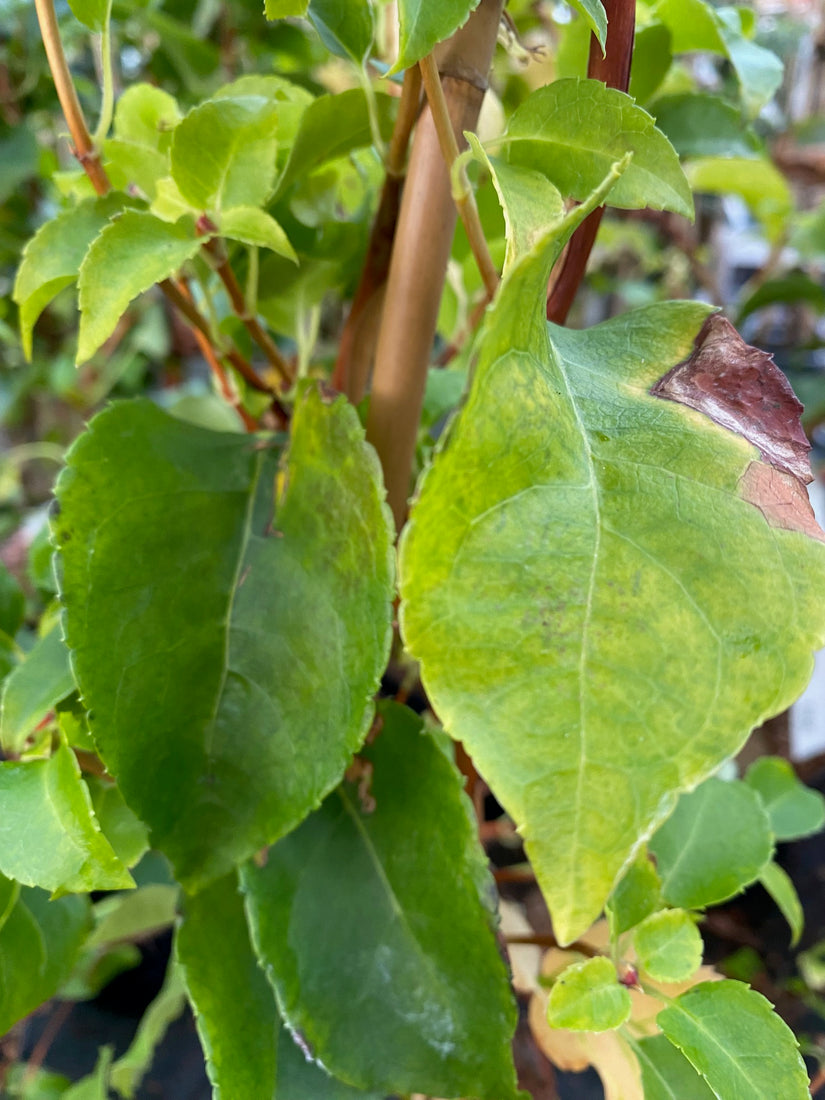 Blad Klimhortensia