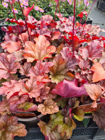 Purperklokje - Heuchera 'Marmalade'